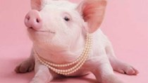 Giá lợn hơi ngày 6/4/2018 tiếp tục tăng