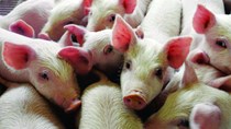 Giá lợn hơi ngày 3/3/2018 biến động mạnh nhất tại miền Trung - Nam