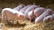 Giá lợn hơi ngày 17/3/2018 bật tăng tại miền Trung, Tây Nguyên