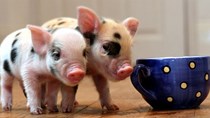 Giá lợn hơi tuần đến 22/4/2018 chính thức chững lại 