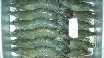 Nhu cầu thị trường cao hỗ trợ xuất khẩu tôm