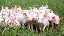Giá lợn hơi ngày 25/4/2018 tăng ở miền Bắc, giảm ở miền Trung, miền Nam