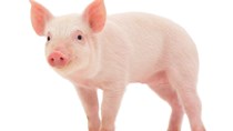 Giá lợn hơi ngày 1/5/2018 tại miền Bắc đạt mức cao nhất