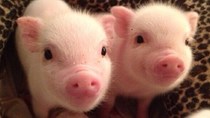 Giá lợn hơi tuần đến ngày 6/5/2018 biến động mạnh