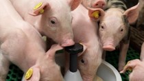 Giá lợn hơi ngày 7/5/2018 lên cao nhất kể từ tháng 9/2016