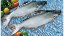 Cá tra Việt chuyển dần sang thị trường châu Á