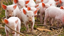 Giá lợn hơi ngày 10/5/2018 lên cao nhất kể từ tháng 8/2016