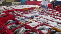 Giá thủy sản xuất khẩu tuần 28/4 – 3/5/2018