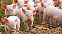Giá lợn hơi ngày 21/5/2018 đã xuất hiện mức giá 50.000 đ/kg