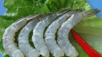 Giá tôm chạm đáy hai năm, nhà nhập khẩu tiếp tục ép giá