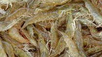 Giá tôm liên tục thả dốc từ đầu năm đến nay