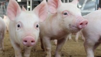 Giá lợn hơi ngày 26/6/2018 tại miền Bắc và miền Nam tăng 