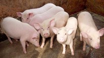 Giá lợn hơi ngày 26/7/2018 tại miền Bắc lên tới 56.000 đ/kg