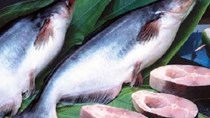 Thuế chống bán phá giá cá tra giảm mạnh