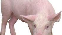 Giá lợn hơi tuần đến 14/10/2018 giảm nhẹ nhưng vẫn ở mức tốt 