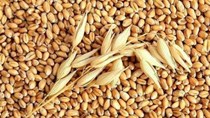 Tạm hoãn việc tái xuất lúa mì lẫn cỏ kế đồng vào ngày 1/11/2018