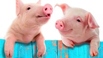 Giá lợn hơi ngày 3/11/2018 vẫn giảm mạnh trên cả nước