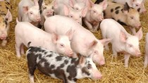 Giá lợn hơi ngày 7/12/2018 tại miền Bắc giảm, miền Trung tăng 