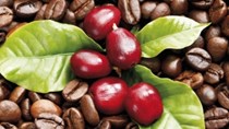 Giá cà phê xuất khẩu 11 tháng đầu năm giảm trên 17%