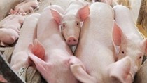 Giá lợn hơi ngày 5/1/2019 phục hồi tại Miền Bắc 