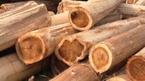 Tin đáng chú ý 18/3/2019: Giá thép, gỗ keo tăng mạnh