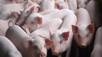 Giá lợn hơi ngày 8/4/2019 tại miền Nam đạt mức cao nhất