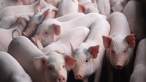 Giá lợn hơi ngày 26/4/2019 chưa ngừng đà giảm