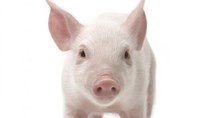 Giá lợn hơi ngày 13/5/2019 tiếp tục giảm 