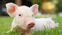 Giá lợn hơi tuần đến 19/5/2019: Thị trường ảm đạm do dịch ASF lan rộng