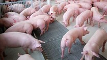 Giá lợn hơi 21/5/2019 tăng nhẹ tại một số tỉnh miền Nam 