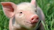 Giá lợn hơi ngày 28/5/2019 giảm nhiều ở khu vực phía Nam