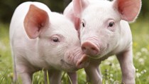 Giá lợn hơi ngày 15/6/2019 tiếp tục tăng tại Miền Nam