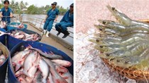 Tin đáng chú ý 19/6/2019:Giá tôm, cá tra giảm; Nhật kiểm tra thủy sản có vỏ NK