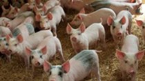 Giá lợn hơi ngày 24/6/2019 ổn định ở mức thấp 