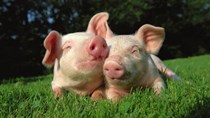 Giá lợn hơi tuần đến 30/6/2019 nhìn chung vẫn giảm