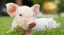 Giá lợn hơi ngày 6/7/2019 phục hồi nhẹ tại miền Bắc 