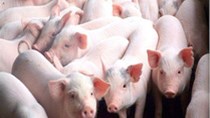 Giá lợn hơi ngày 11/7/2019 tại miền Bắc tăng trên mức 40.000 đ/kg