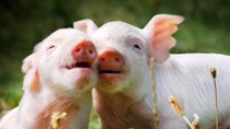 Giá lợn hơi tuần đến 21/7/2019 chấm dứt đà tăng, giá giảm trở lại 