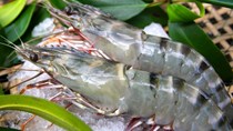 Doanh nghiệp xuất khẩu tôm tận dụng cơ hội từ EVFTA