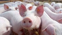 Giá lợn hơi ngày 25/7/2019 tăng tại một số tỉnh miền Trung