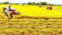 Nghị định về sửa đổi, bổ sung một số về quản lý, sử dụng đất trồng lúa