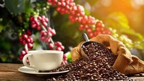 Xuất khẩu cà phê 6 tháng đầu năm 2019 giảm mạnh