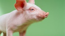 Giá lợn hơi tuần đến 25/8/2019 tiếp tục tăng 