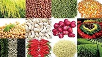 Hàng loạt nhóm hàng xuất khẩu nông sản bị giảm kim ngạch