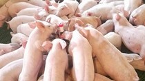 Giá lợn hơi ngày 18/9/2019 tín hiệu tăng giá tại miền Bắc 