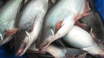 Xuất khẩu cá tra giảm sâu tại nhiều thị trường