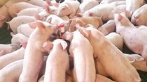 Giá lợn hơi tuần đến 27/10/2019 giảm chủ yếu tại thị trường miền Nam 