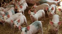 Giá lợn hơi ngày 24/2/2020 tương đối ổn định