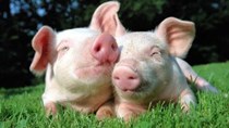 Giá lợn hơi tuần đến 5/4/2020 trong xu hướng giảm