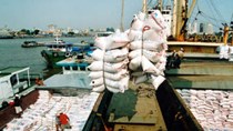400.000 tấn gạo trong hạn ngạch vẫn chưa xuất khẩu